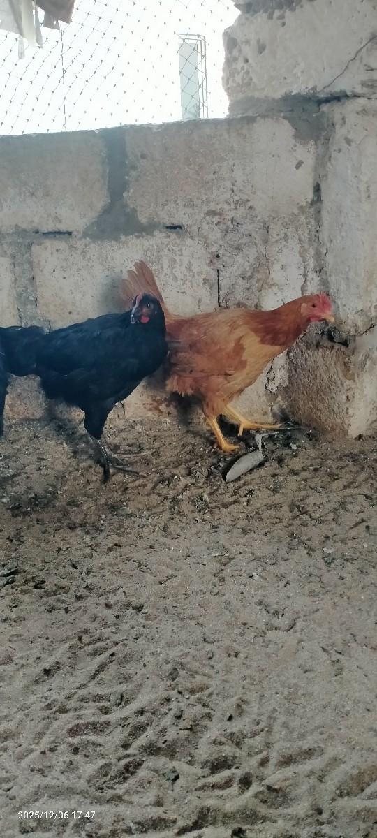 थंबनेल 2