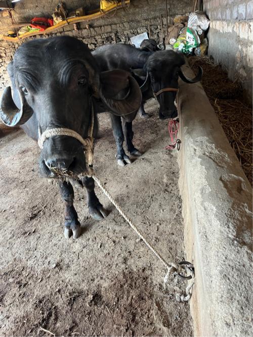 ખોટ ટોન નો કરવા