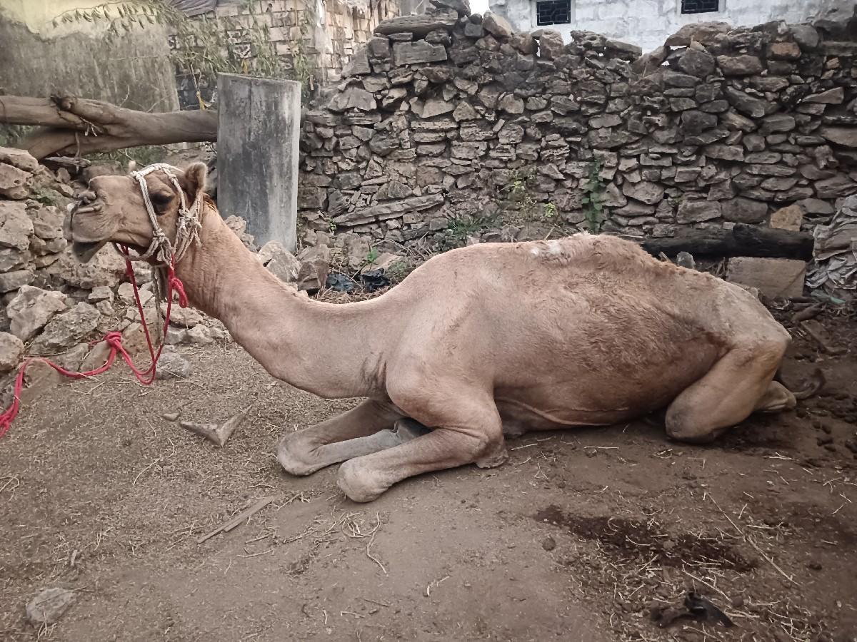 थंबनेल 2