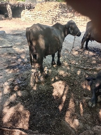 थंबनेल 3