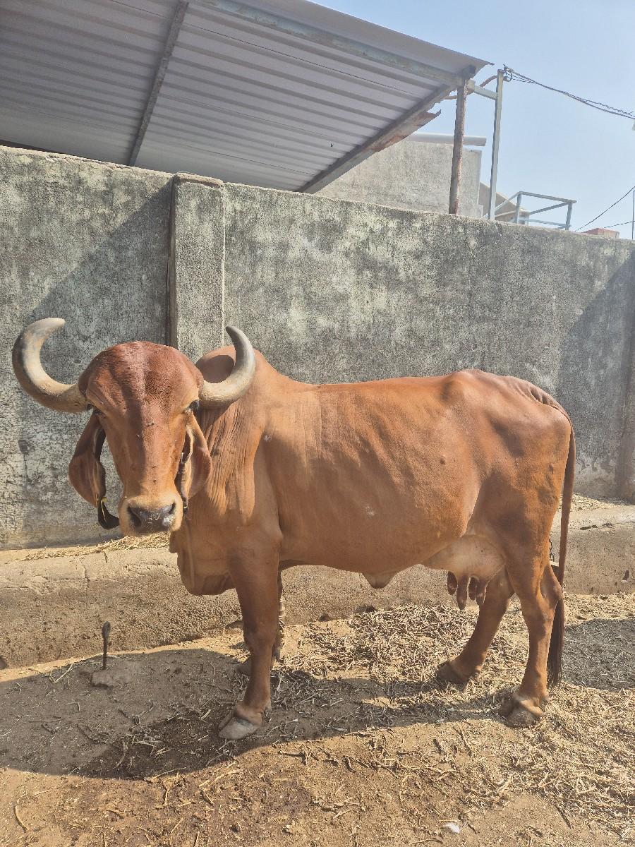 થંબનેલ 2