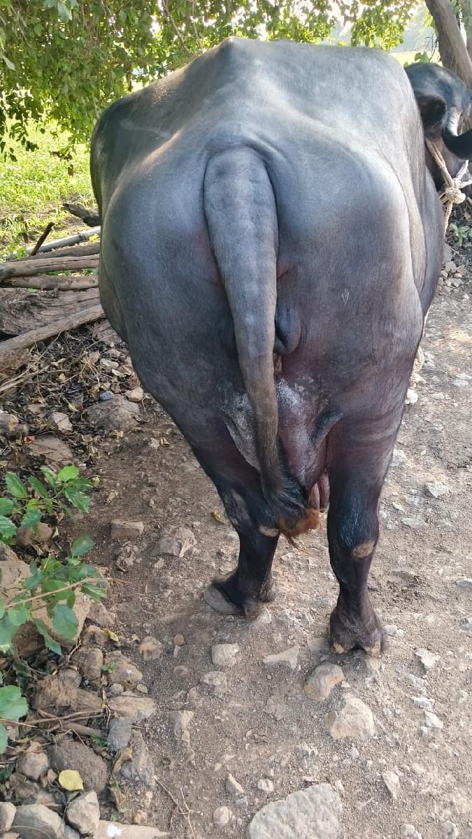 થંબનેલ 2