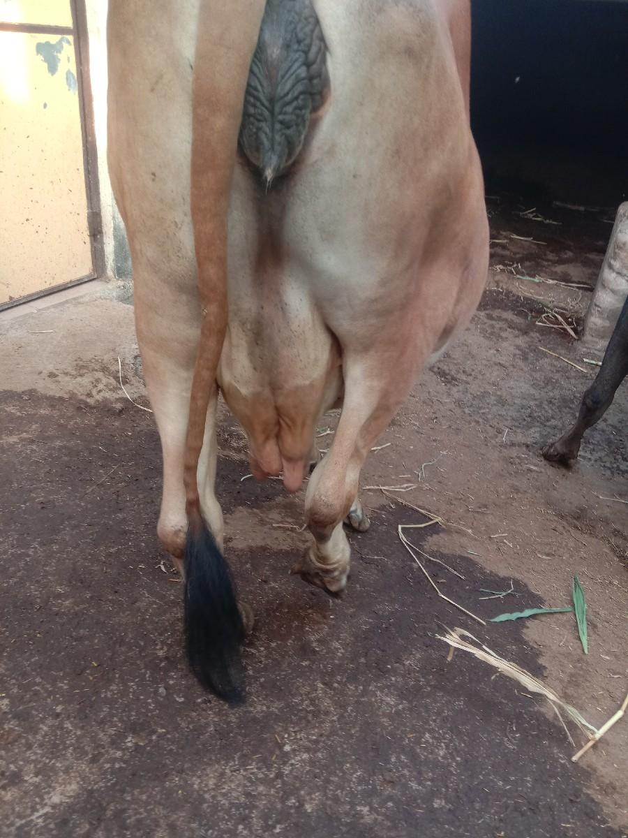 ગાય વેચવાની છૅ