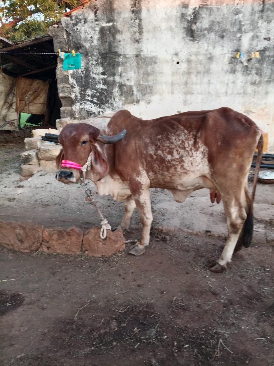 ગાય વેચવાની છે