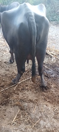 કીમત મા બોવ જાજો ફેરફાર નય થાય