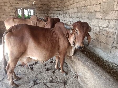ગાય વેચવા ની છે