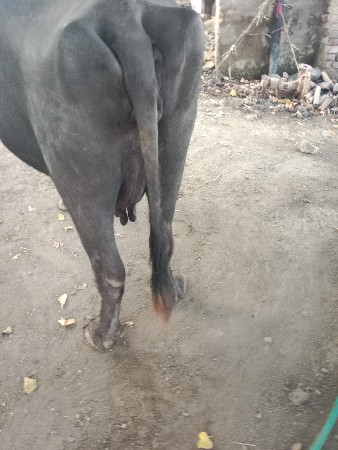 થંબનેલ 3