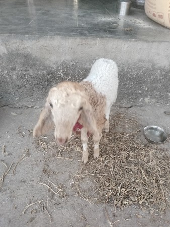 થંબનેલ 2