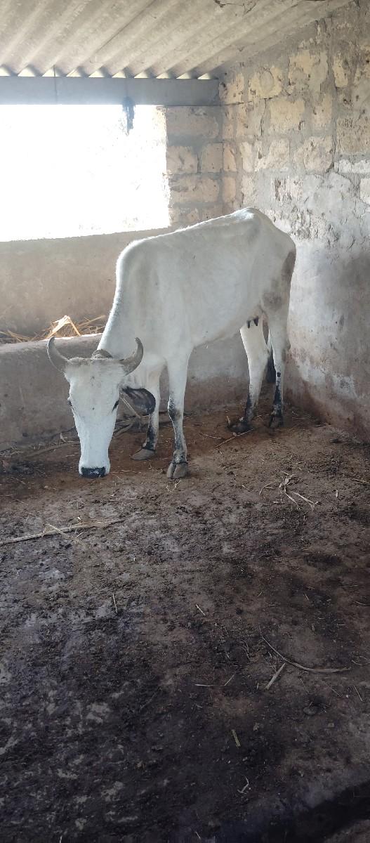 થંબનેલ 2