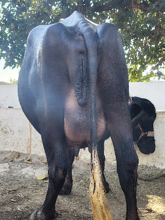 ભેંસ વેચવાની છે