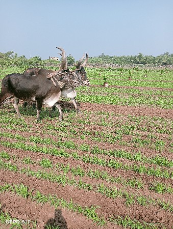 બળદ વેચવાના છે