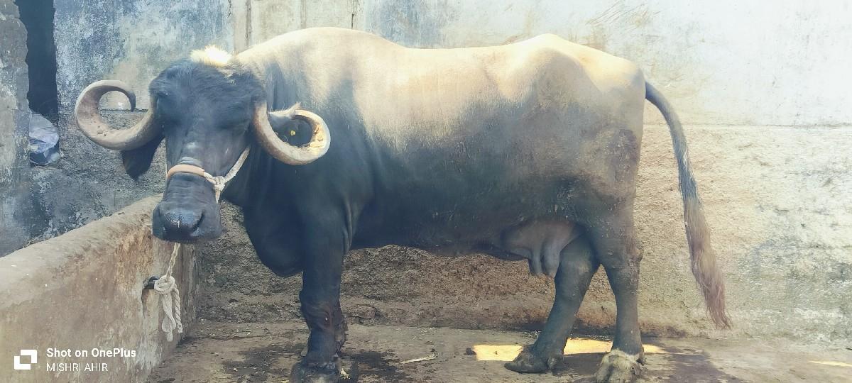 थंबनेल 2