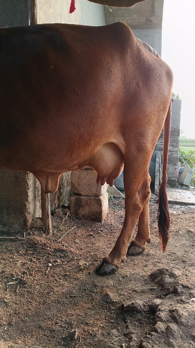 થંબનેલ 2