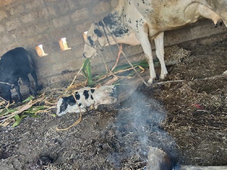 jarsi gay vechavani se