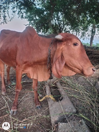 થંબનેલ 3