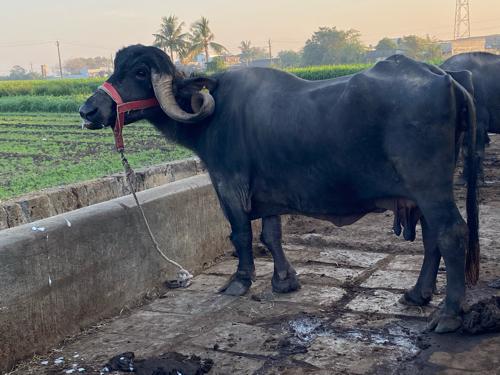 3.5 litar dudha.     3 Adar’s