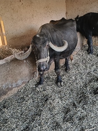 છગન કે આબારાબા 9904461521