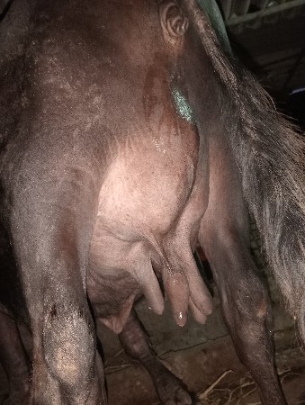 તાજી વીયાયેલી ભેંસ વેચવાની છે