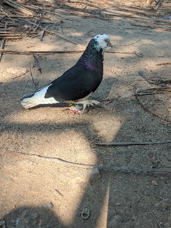 કબુતર ને એક બચ્ચું એક આખી જોડી મોટ