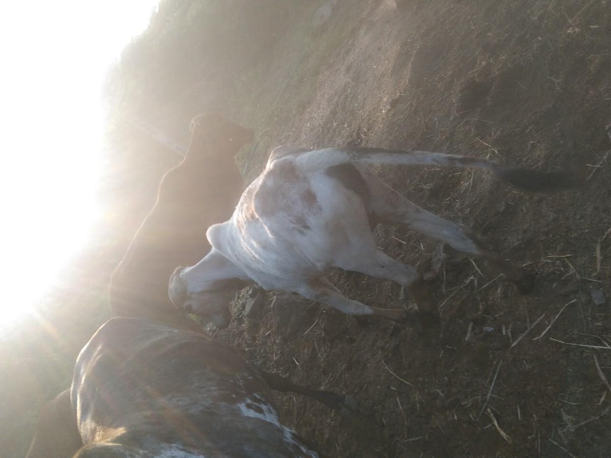 3 ગાય અને 3 વાચડી મફતમાં દેવાની