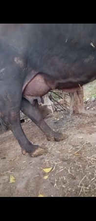 ભેસ વેચવાની છે 2વેતર વયાણિ