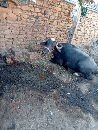 थंबनेल 3