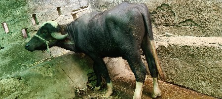 એક પાડો વેચવાનો છે