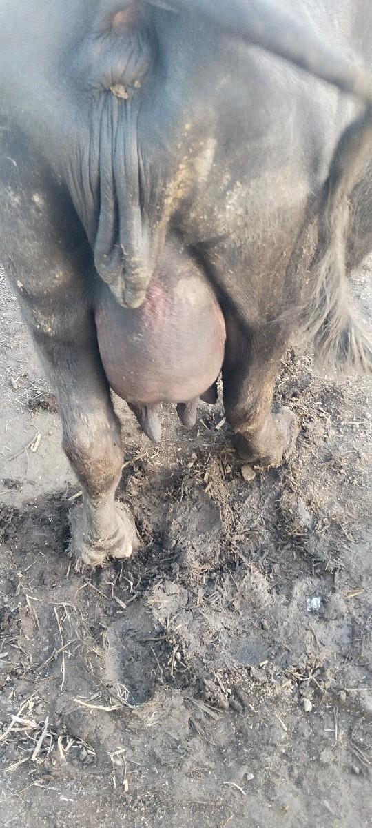 ભેસ વેચાવ સે