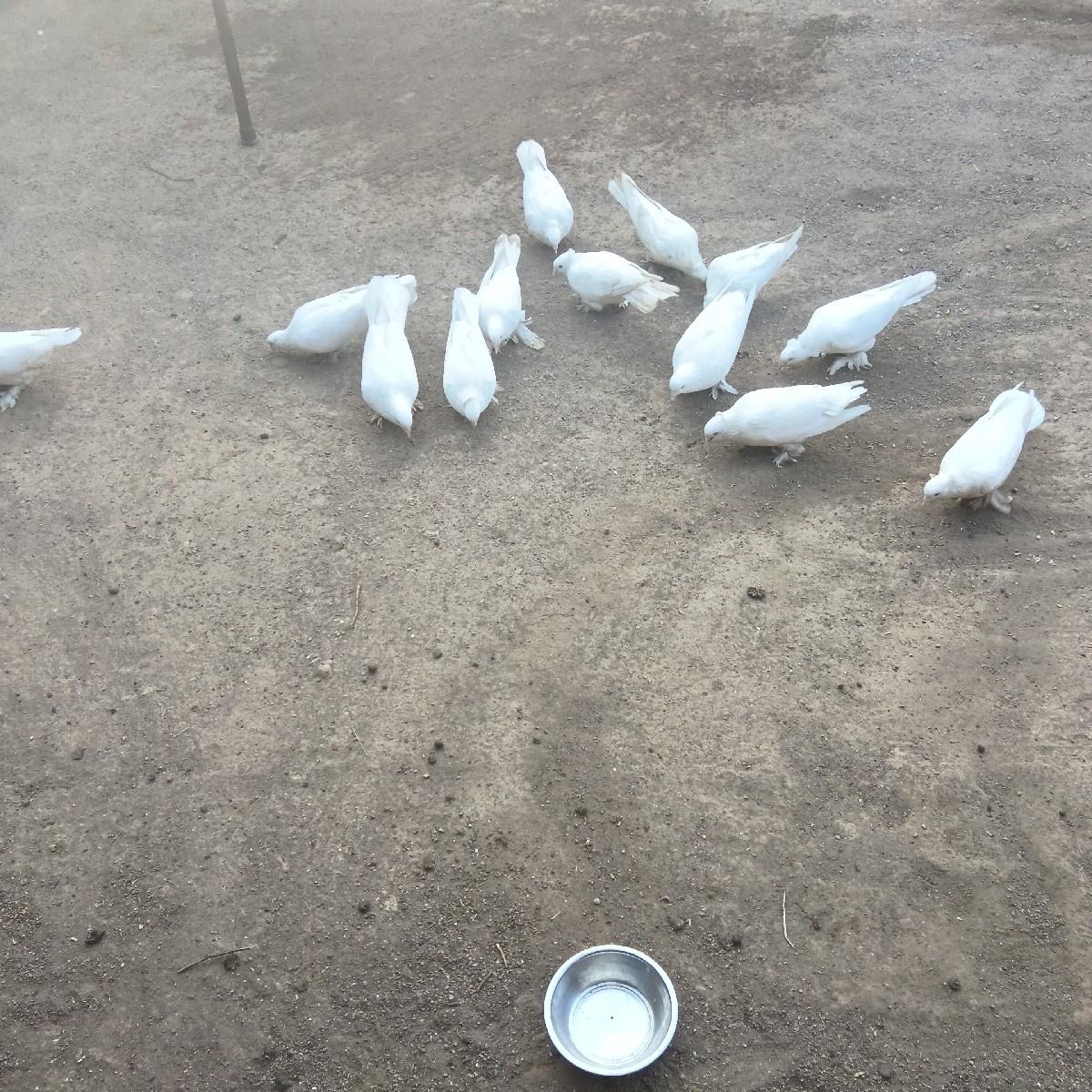 કબુતર ના સાટા કરવાના છે