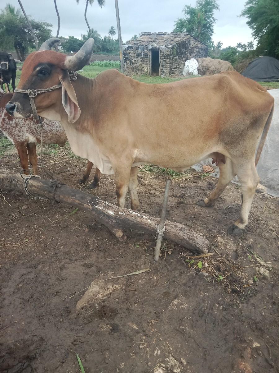 થંબનેલ 3