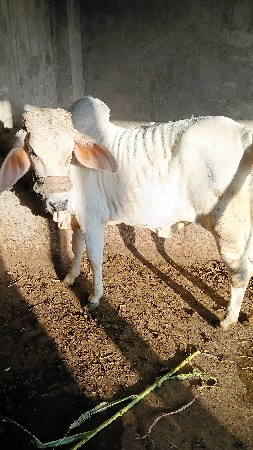 વઢીયારી વાછડી