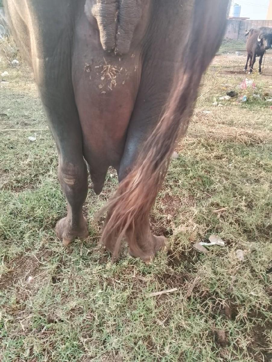 ભેંસ વેચવાની છે