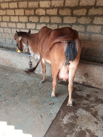 ગાય વેચવાની છે