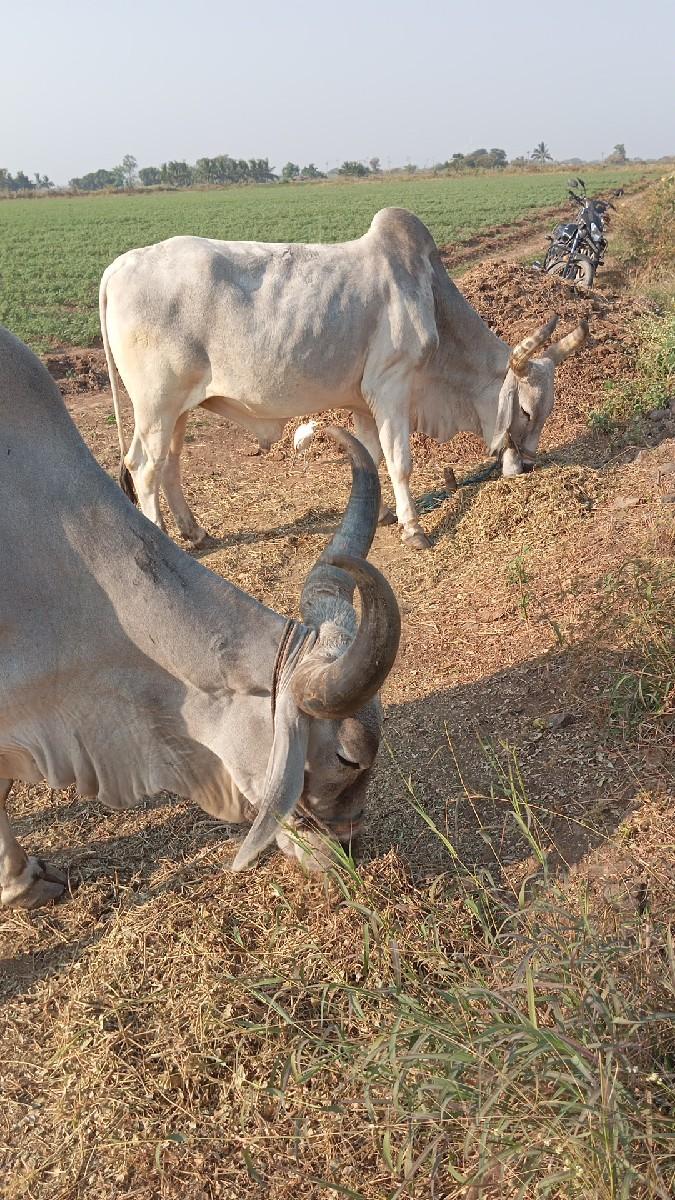 baladh vechavana chhe