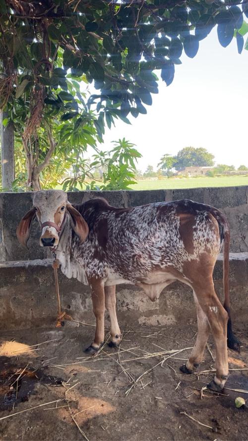 વાસડી વેચવાની છે