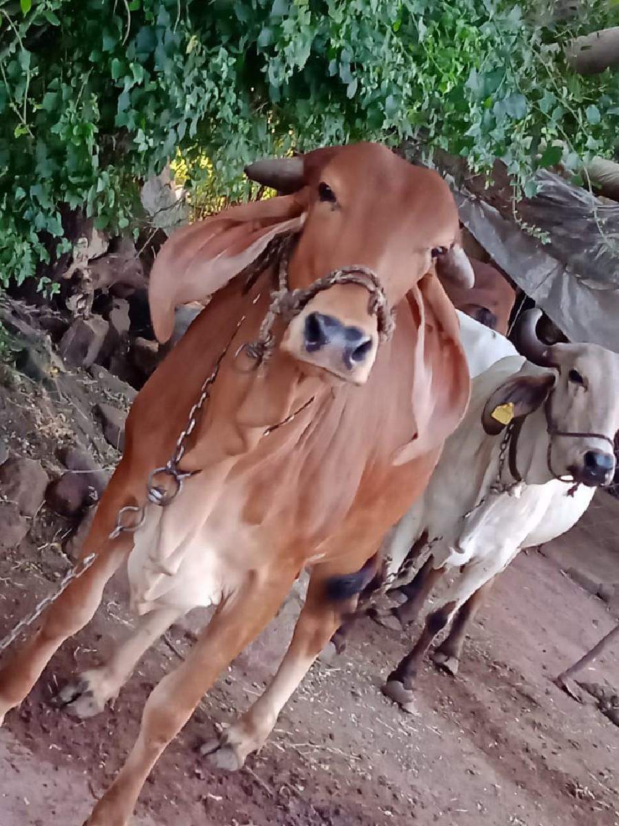 ગાય વેચવાની છે