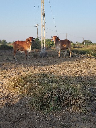 थंबनेल 3