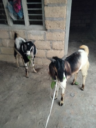 બકરા વેચવાના. છે