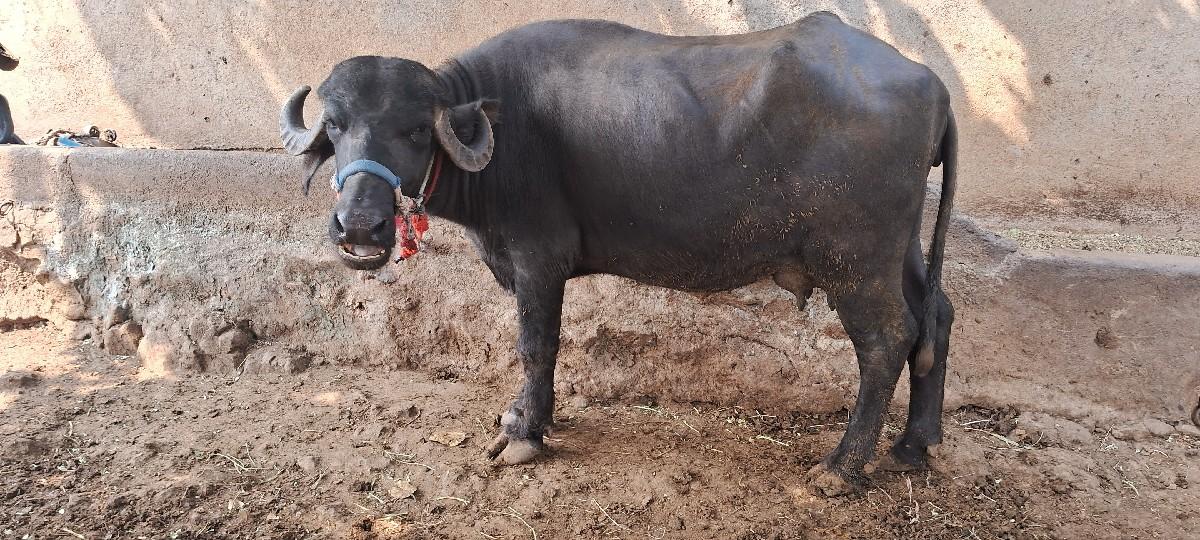 થંબનેલ 2