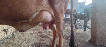 વેચવાની છે