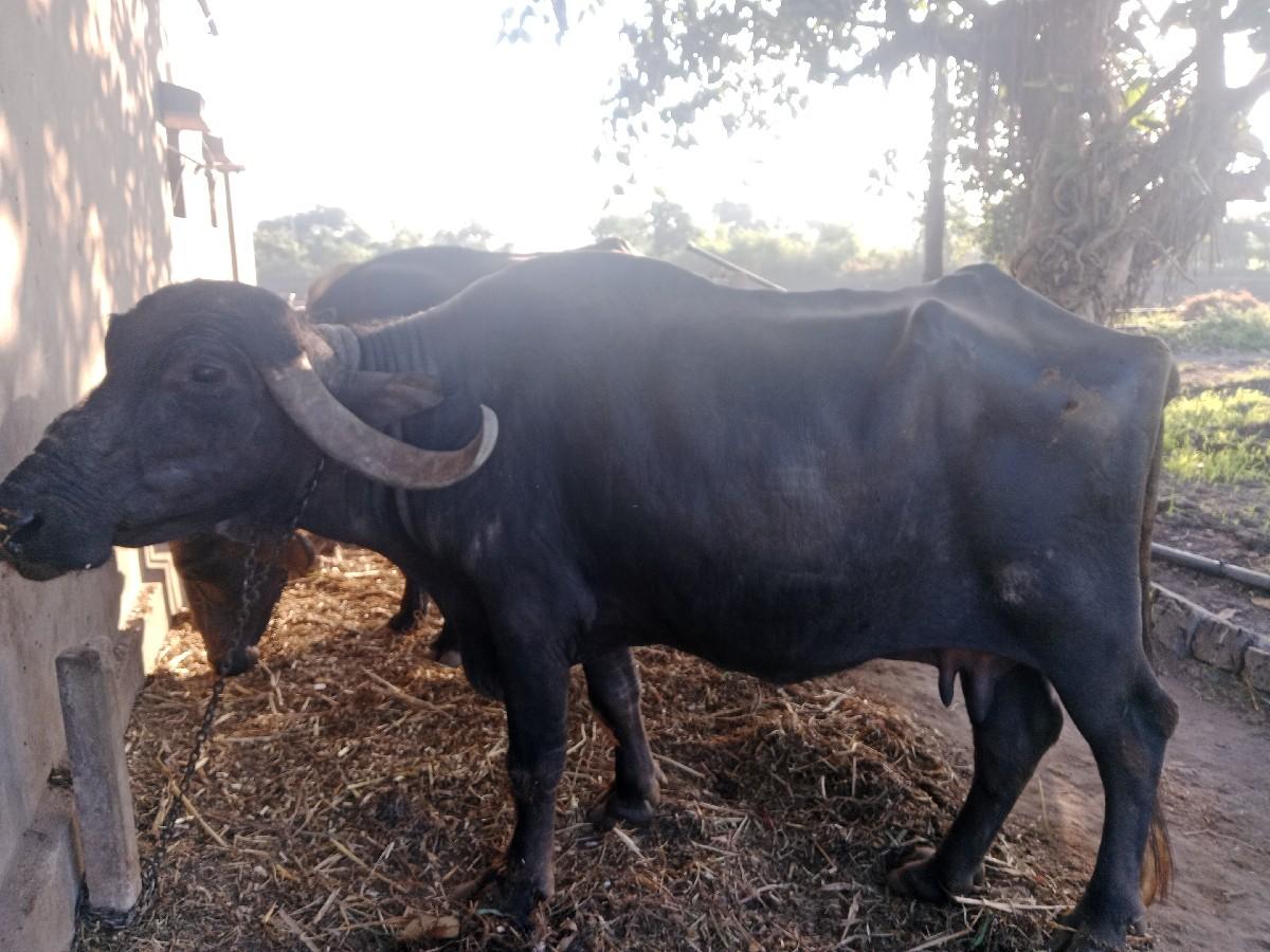 ભેંસ દેવાની સે