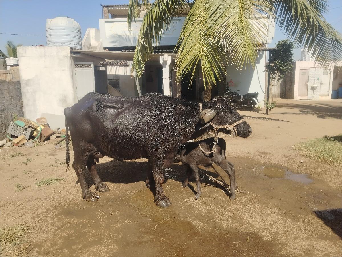 થંબનેલ 2