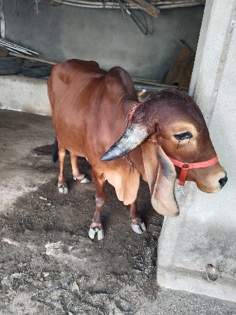 थंबनेल 3