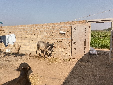 કાંકરેજ વાસળી વેચવાની છે