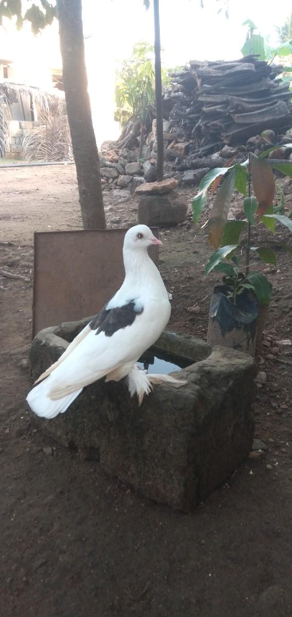 થંબનેલ 3