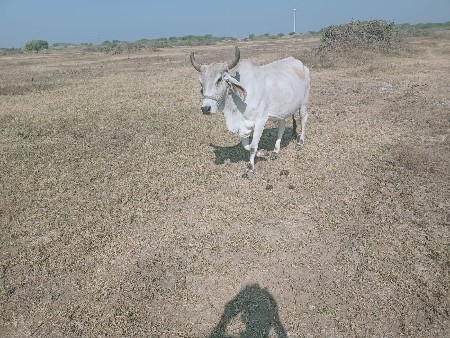 થંબનેલ 2