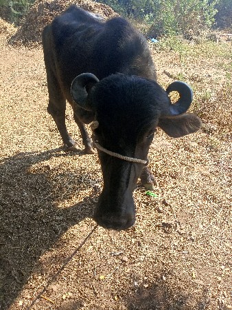 ખળેલી વેચવાની છે