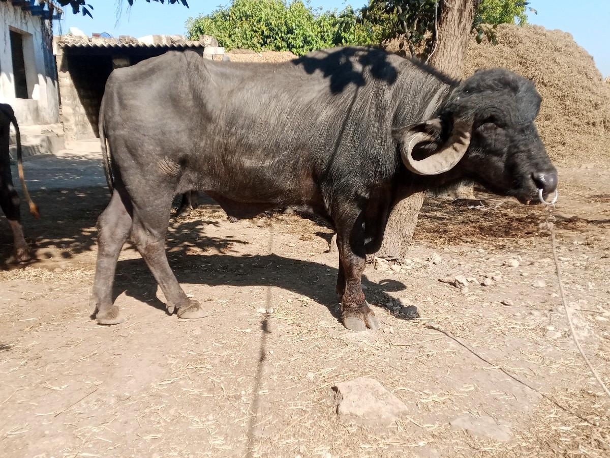 थंबनेल 2