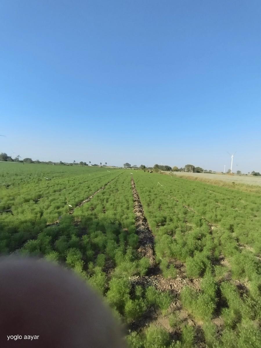 gunda jamen vechvane he