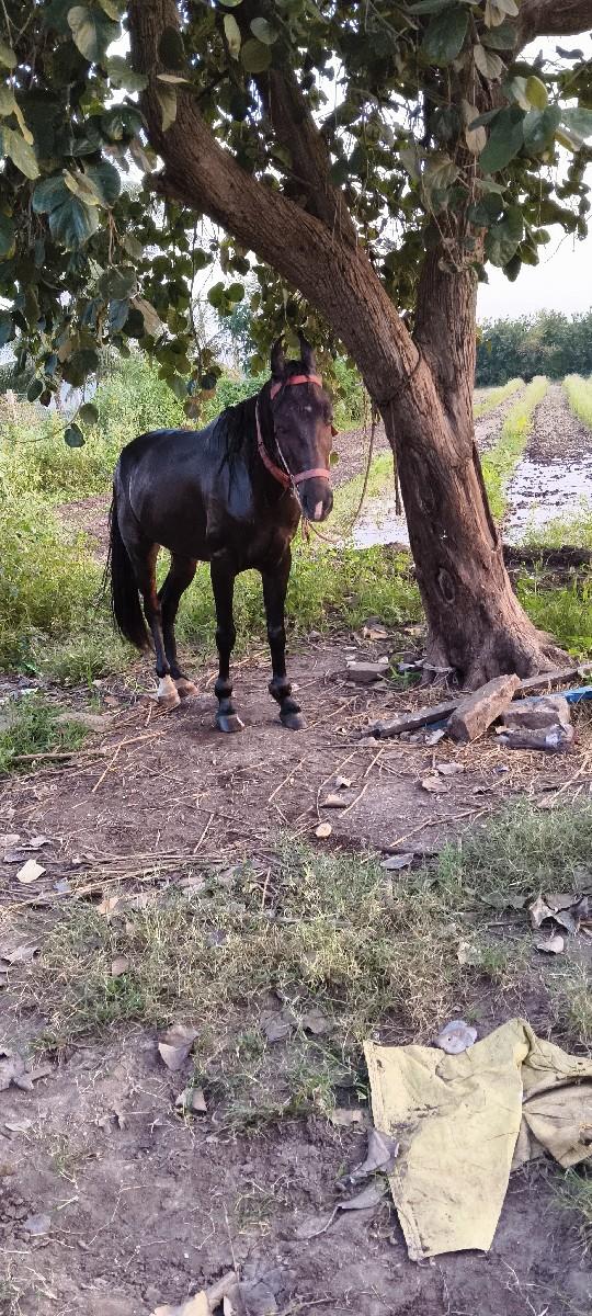 થંબનેલ 3